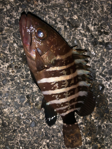 マハタモドキの釣果