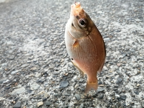 ウミタナゴの釣果