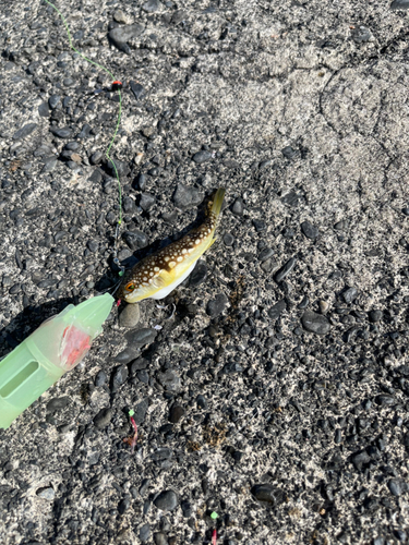 コモンフグの釣果