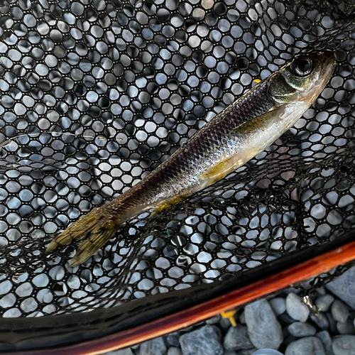 カワムツの釣果