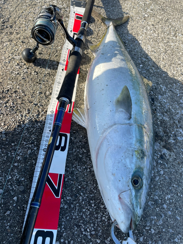 ブリの釣果