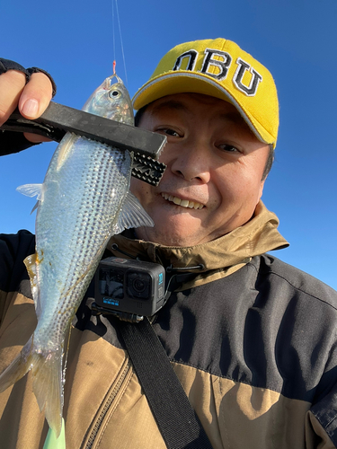 コノシロの釣果