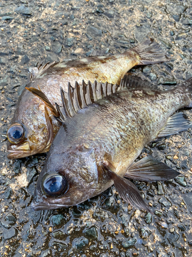 クロメバルの釣果