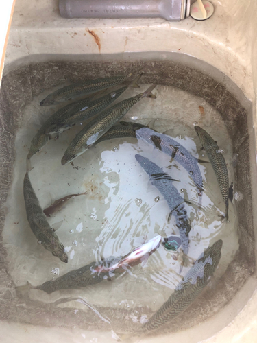 マサバの釣果