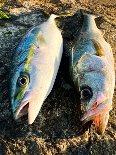 イナダの釣果