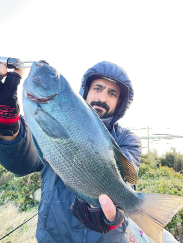 メジナの釣果