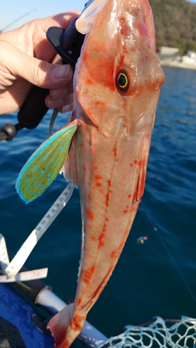 ホウボウの釣果