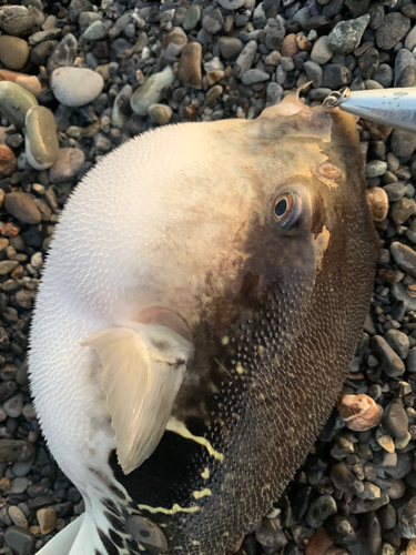 トラフグの釣果