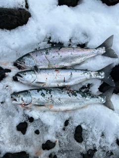 サクラマスの釣果