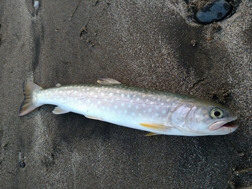 アメマスの釣果