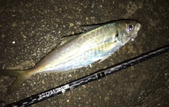 マアジの釣果