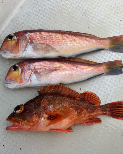 アマダイの釣果