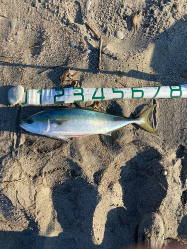 ワラサの釣果