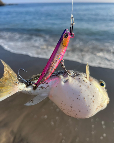 ショウサイフグの釣果