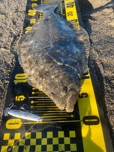 ヒラメの釣果