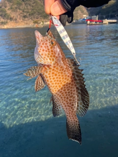 オオモンハタの釣果