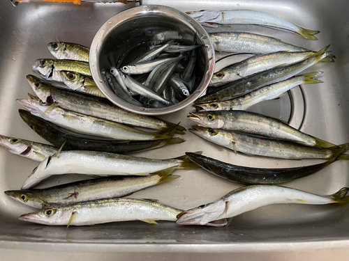 カマスの釣果