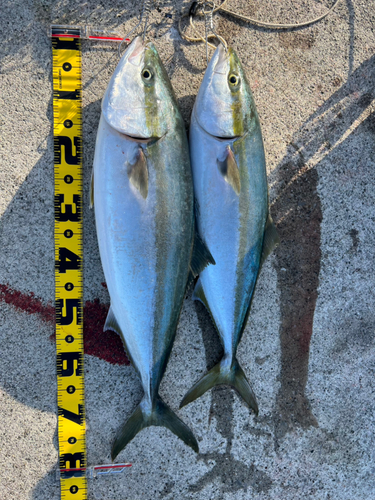 ブリの釣果