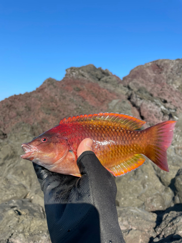 アカササノハベラの釣果