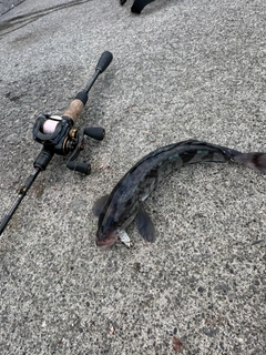 ホッケの釣果