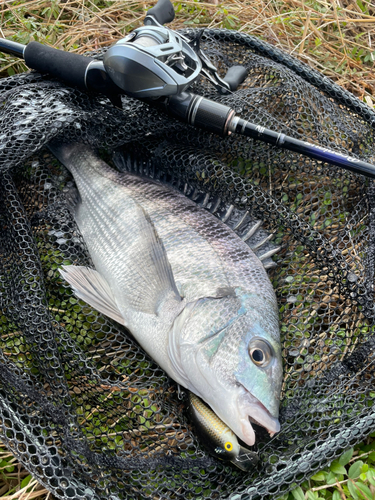 チヌの釣果