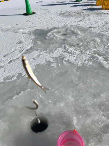 ワカサギの釣果