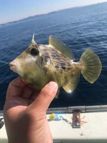 カワハギの釣果