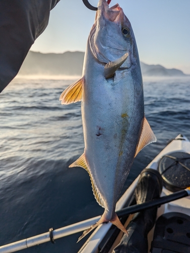 ショゴの釣果