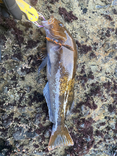 アイナメの釣果