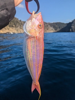 イトヨリダイの釣果