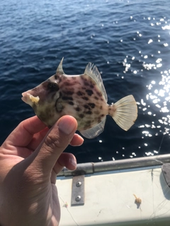 カワハギの釣果