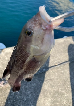 コブダイの釣果