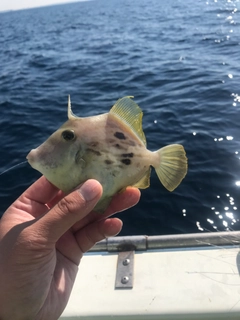 カワハギの釣果