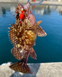 カサゴの釣果