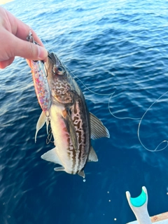 スケトウダラの釣果