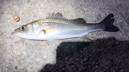 セイゴ（タイリクスズキ）の釣果