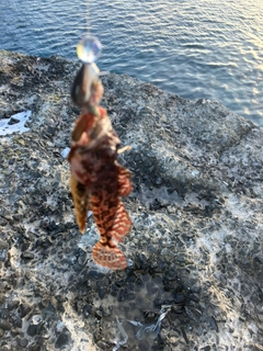 カジカの釣果