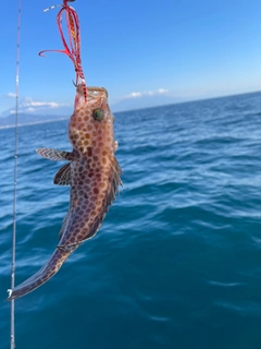 オオモンハタの釣果