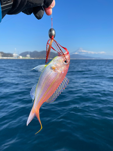 イトヨリダイの釣果