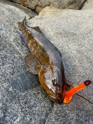 アイナメの釣果