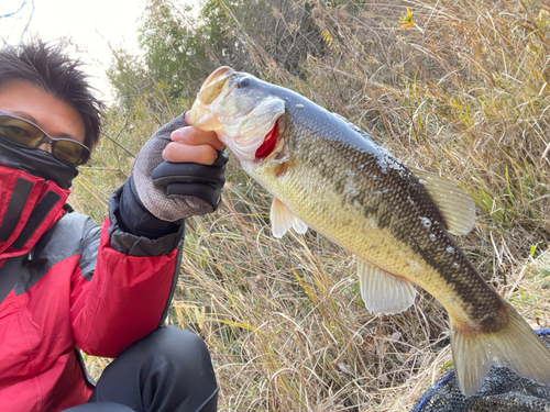 ラージマウスバスの釣果