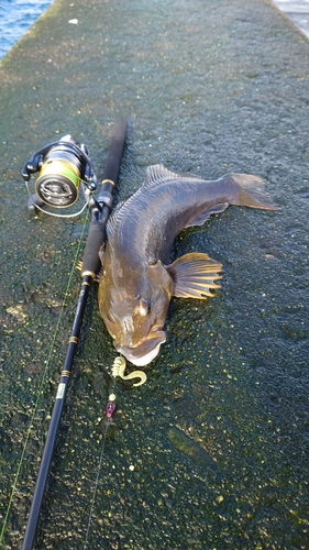 アイナメの釣果