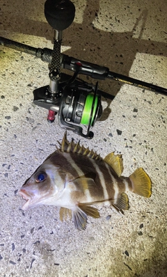 タカノハダイの釣果