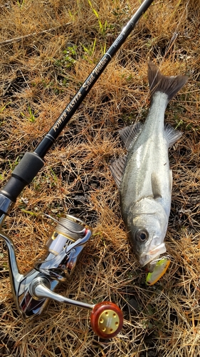 釣果