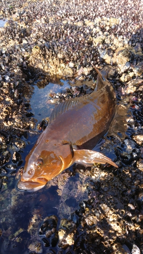 アブラコの釣果