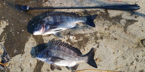 クロダイの釣果