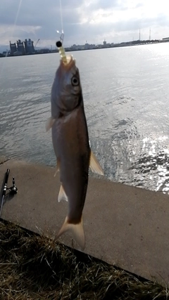 ウグイの釣果