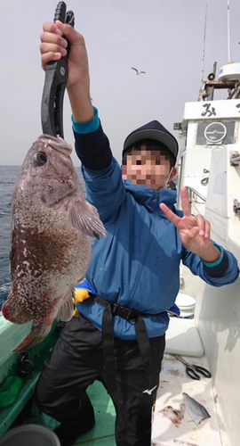 クロソイの釣果