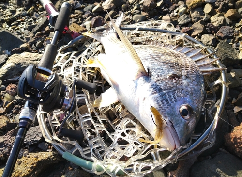 キビレの釣果