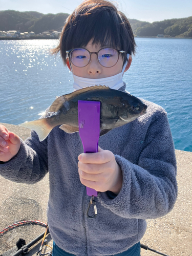 オオモンハタの釣果